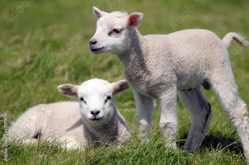 Twin lambs in field near Llangrannog, Cardigan coast