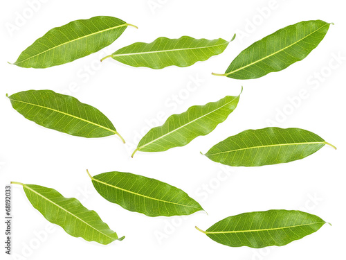 Green leaves set isolated