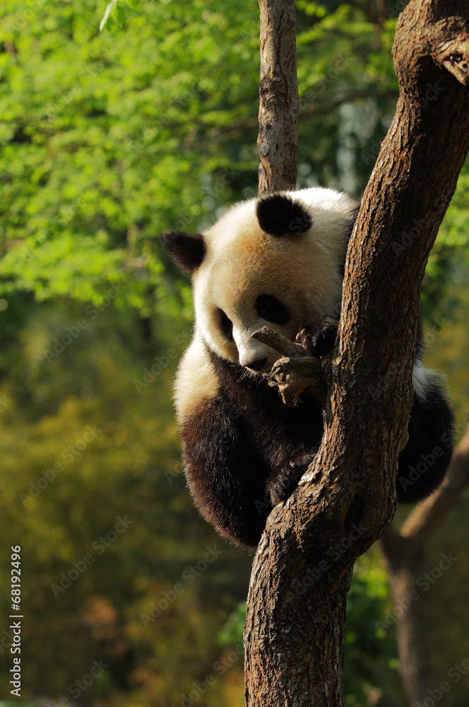 Obraz premium Cute giant panda cub