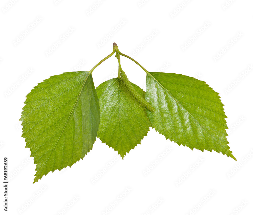 Obraz premium liście brzozy