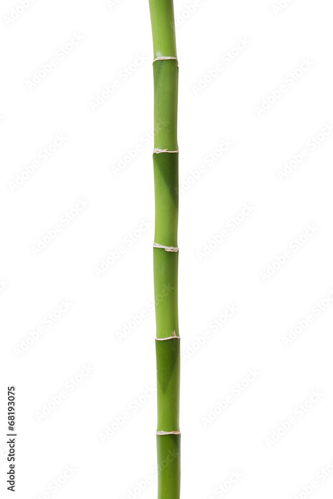Fototapeta premium Bamboo isolated on white
