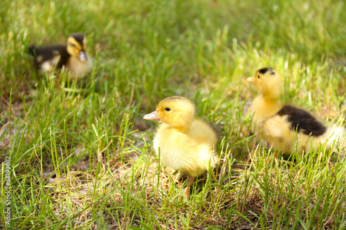 Little cute ducklings on green grass, outdoors © Africa Studio