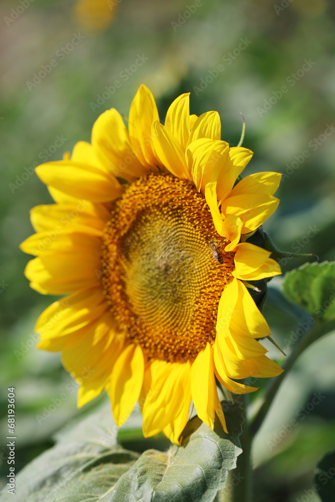 Obraz premium Beautiful sunflower in field