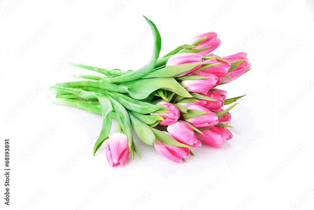 pink tulips pink tulips
