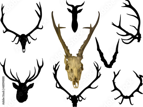 collection of eight antler and horns
