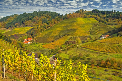 Weinberge im Herbst, Schwarzwald, Deutschland