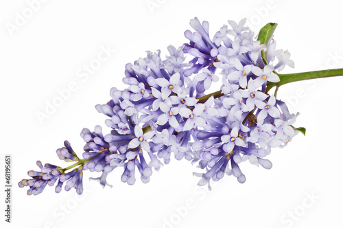 small light blue isolated lilac inflorescence