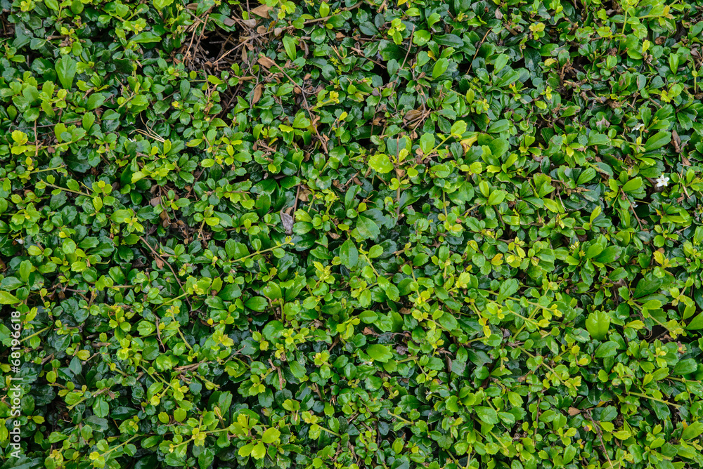 green plant small leaf background