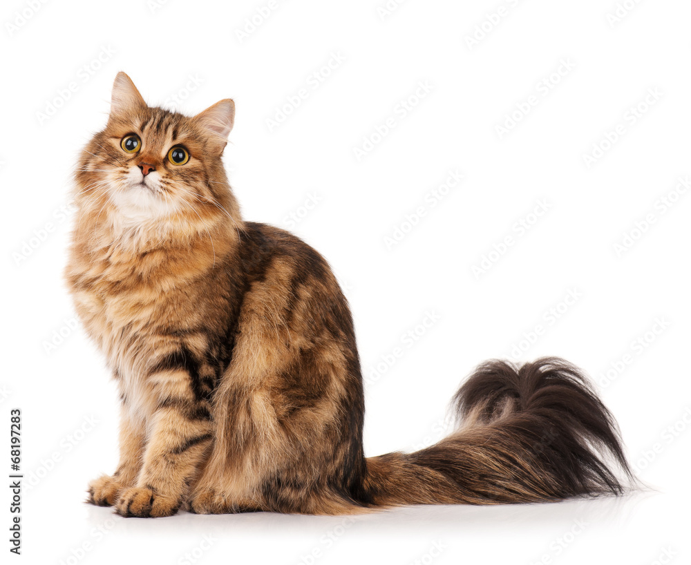 Obraz premium Siberian cat