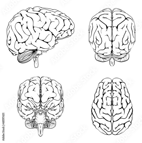Brain from top side front and back