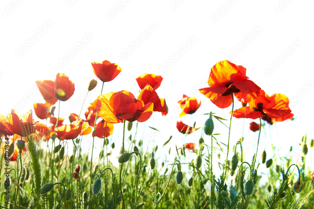 Obraz premium Beautiful red poppies