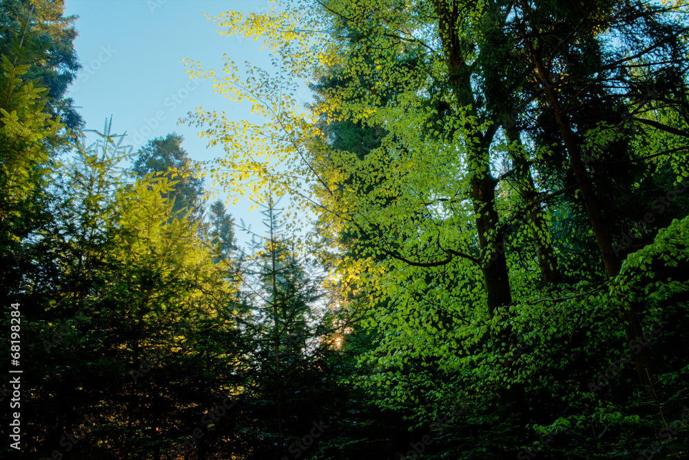 Fototapeta premium Spring