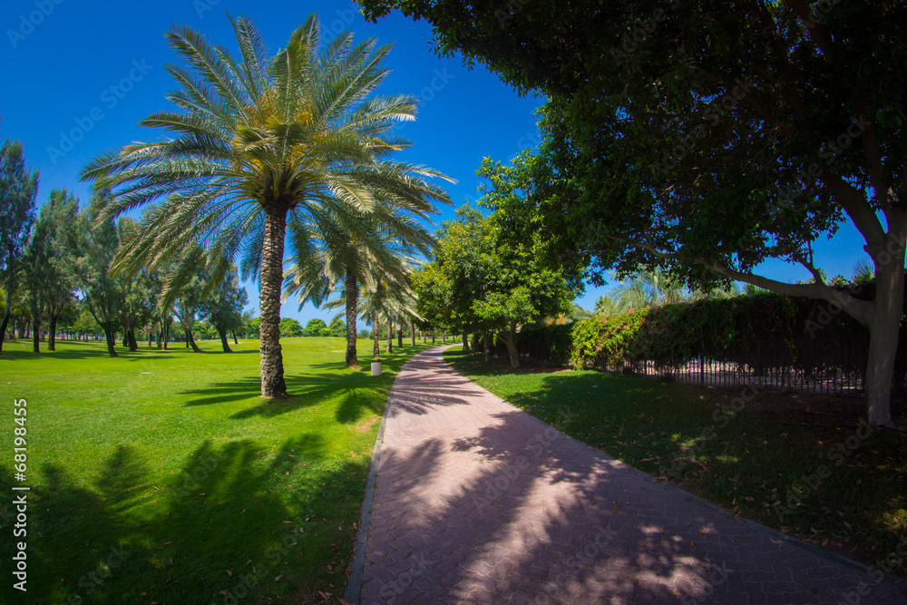 Obraz premium Пальмовый парк