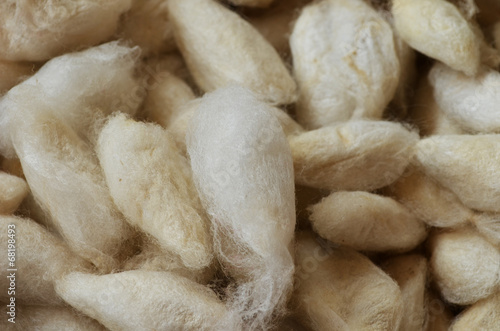 Silk Cocoons photo