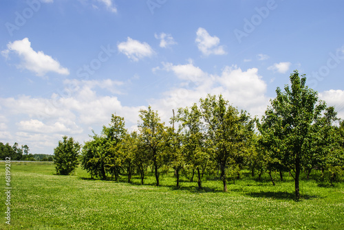 Trees in orchard