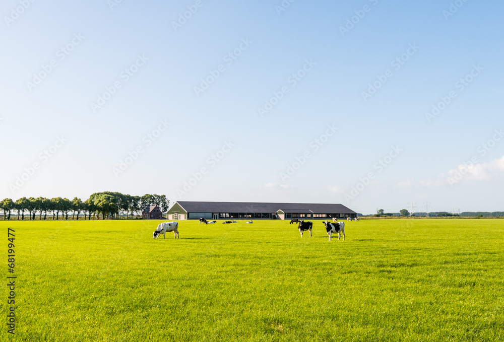 Grazing cows on a flat pasture.