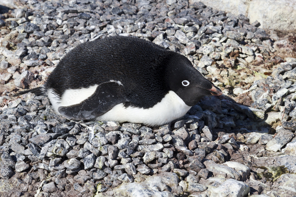 Fototapeta premium Adelie penguin incubates clutch in colony spring day