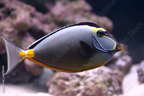 Elegant unicornfish in aquarium