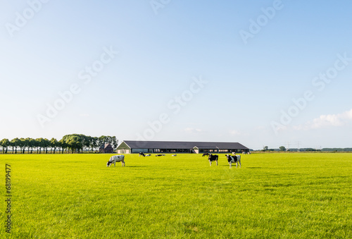 Obraz na płótnie Grazing cows on a flat pasture. w salonie