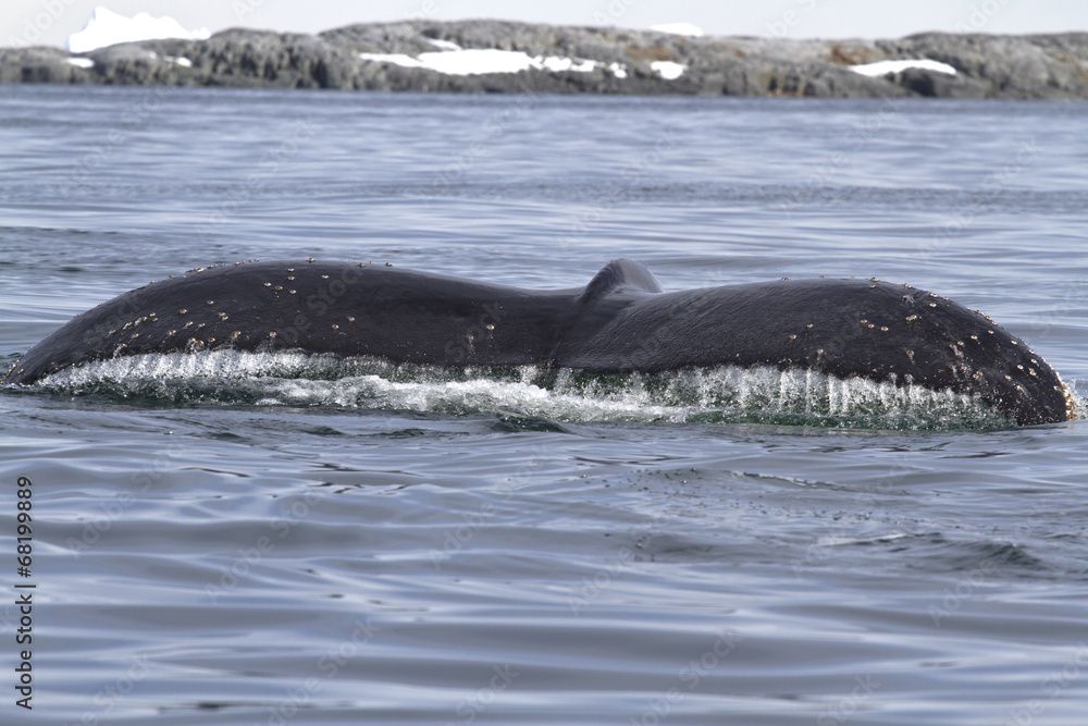 Fototapeta premium umpback whale tail before diving into Antarctic waters
