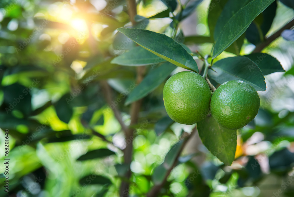 Fresh orange on the tree