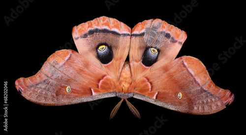 Polyphemus Moth Isolated photo