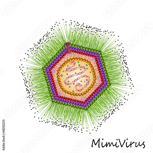 Mimi virus particle structure