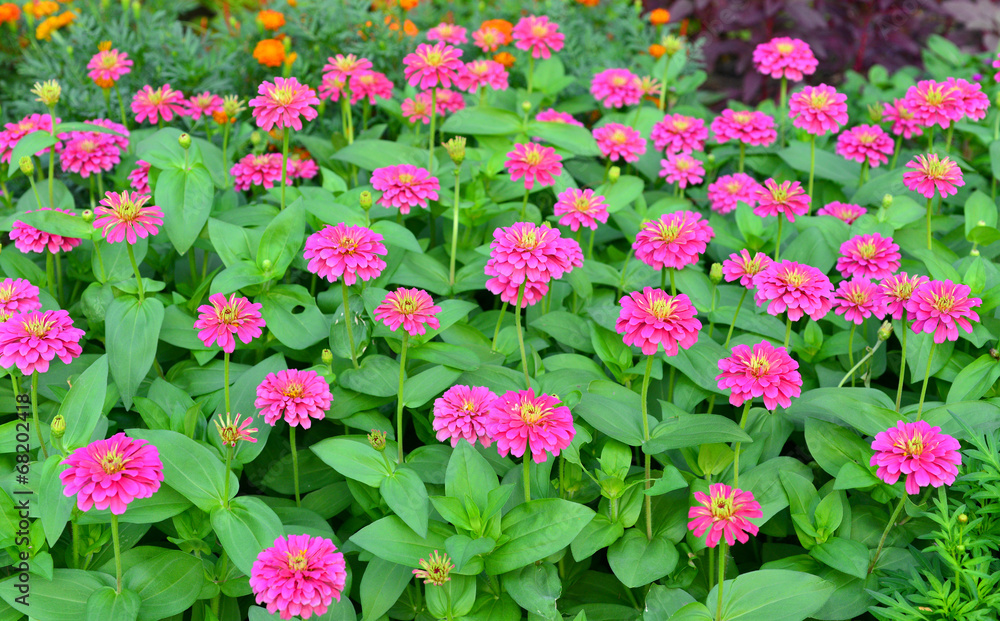 Zinnias Zinnias