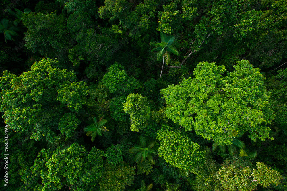 Rain forest from air near Kuranda, Queensland, Australia