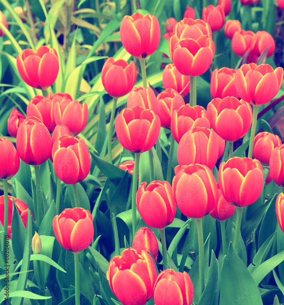 red tulips vintage