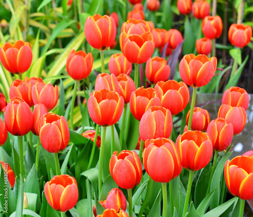 Fototapeta Naklejka Na Ścianę i Meble -  red tulips