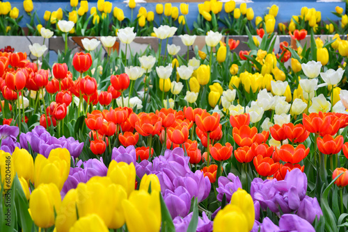 Fototapeta Naklejka Na Ścianę i Meble -  Colorful tulips