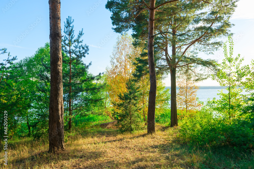 Obraz premium Evergreens on the lakeside beautiful landscape