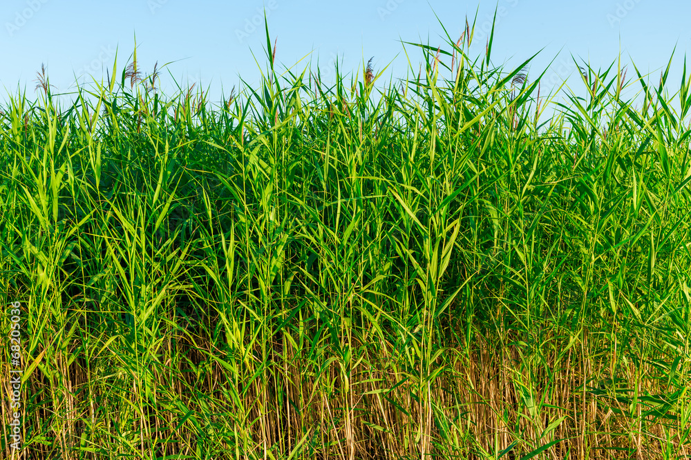 green reeds on the shore of the lake on a sky background green reeds on the shore of the lake on a sky background