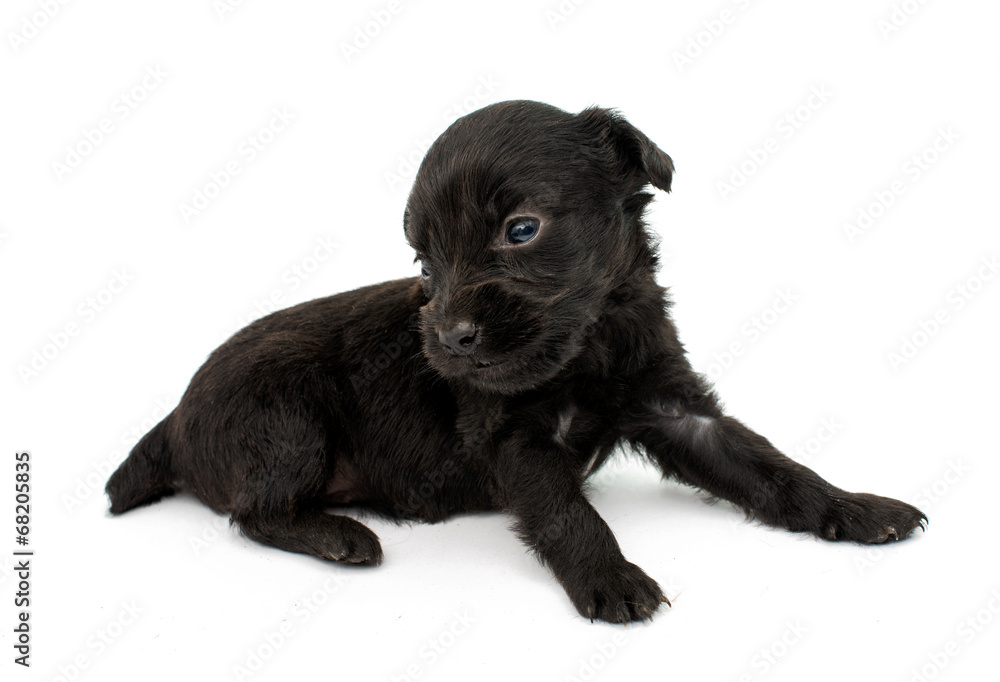 Fototapeta premium spaniel puppy