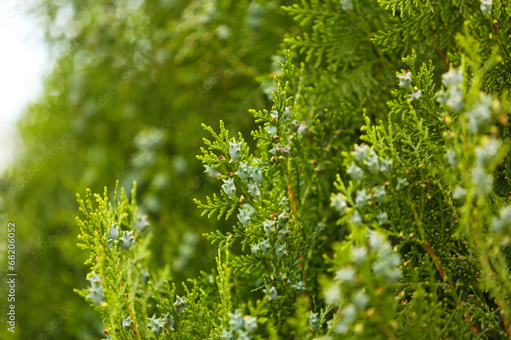 Fototapeta premium Green plant, outdoors