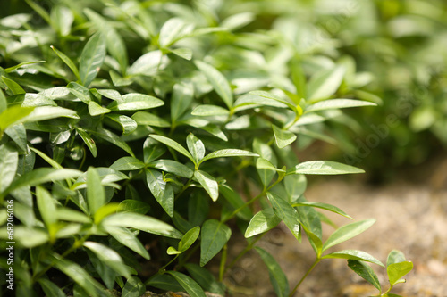 Bush in the garden