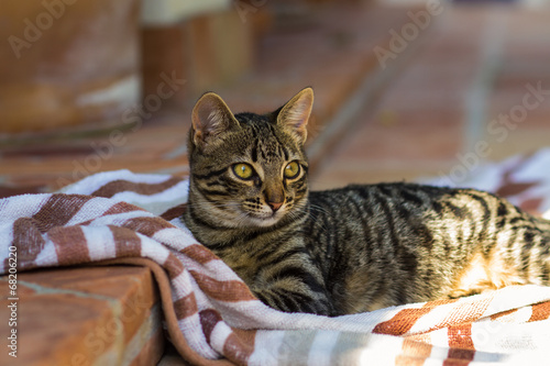 Fototapeta Naklejka Na Ścianę i Meble -  Cute tabby kitten lying on a striped towel