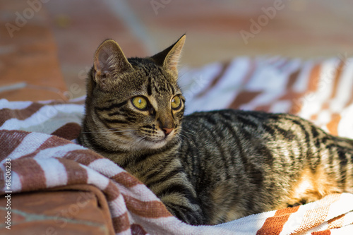 Cute tabby kitten lying on a striped towel