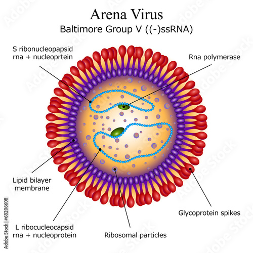 Diagram of Arena virus particle structure photo