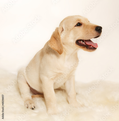 Labrador puppy