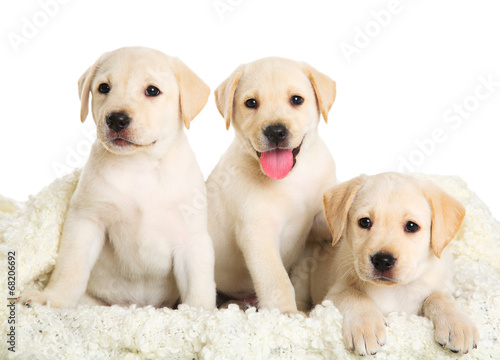 Three Labrador puppy