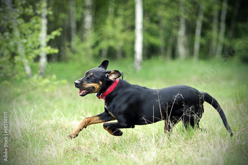 Black hunting dog running through the field