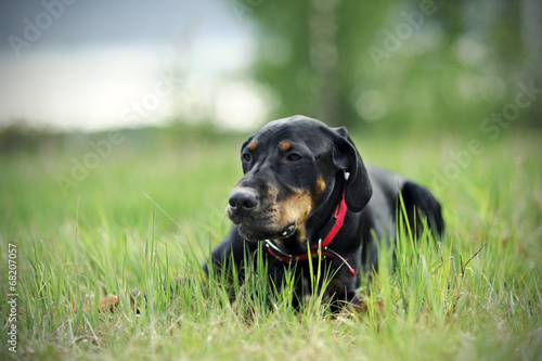 Black hunting dog lying on the grass
