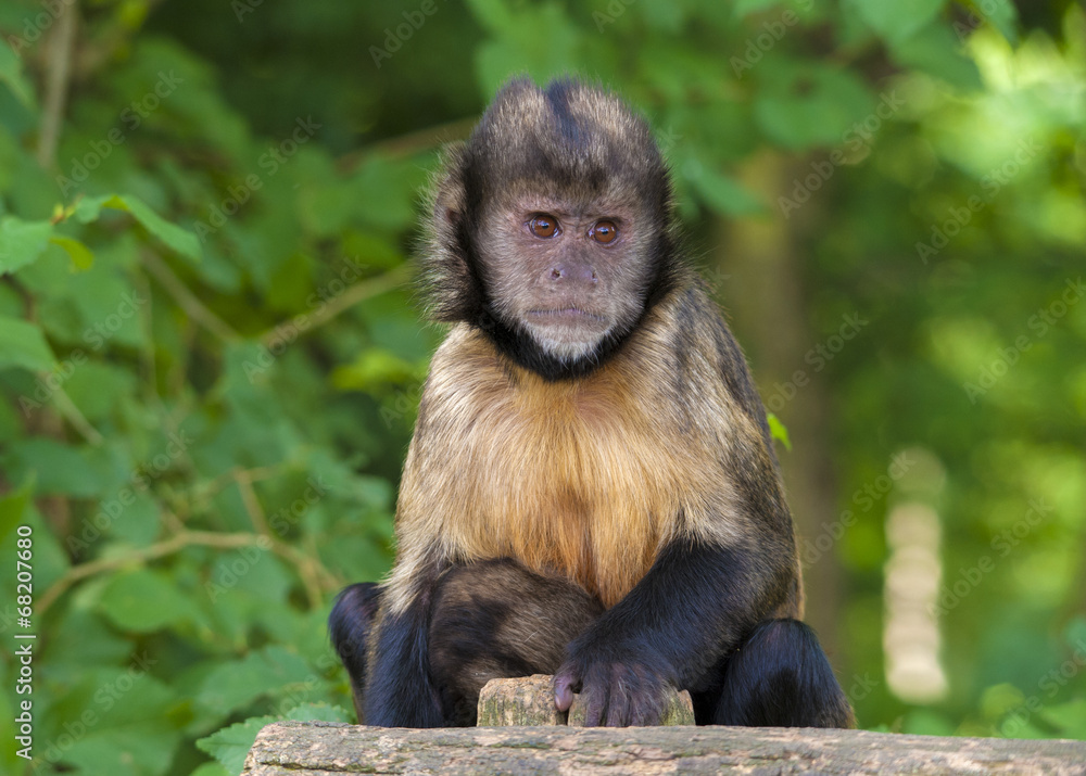 Singe capucin à poitrine jaune Singe capucin à poitrine jaune