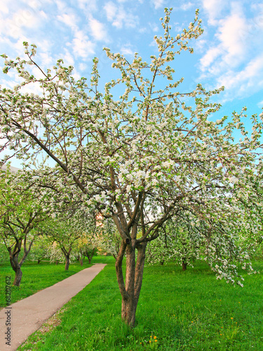 Beautiful blooming apple trees in the morning © Vladitto