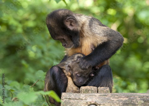 Singes capucin à poitrine jaune mère et petit photo