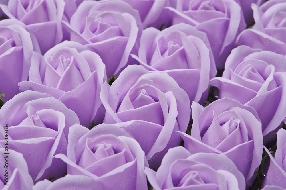Fototapeta premium roses