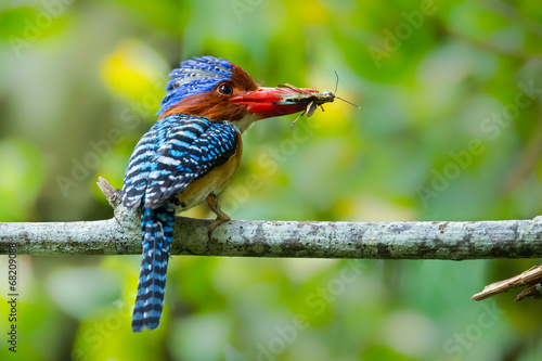 Male Banded Kingfisher with cricket in his mount photo