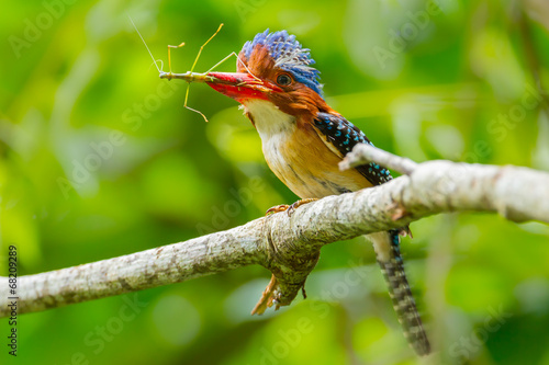 male Banded Kingfisher  with grasshopper in his mount photo